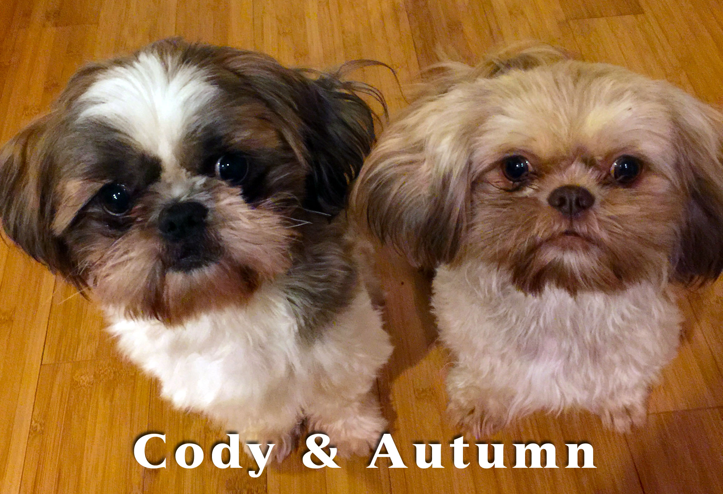 Cody & Autumn_Shih Tzu Puppies