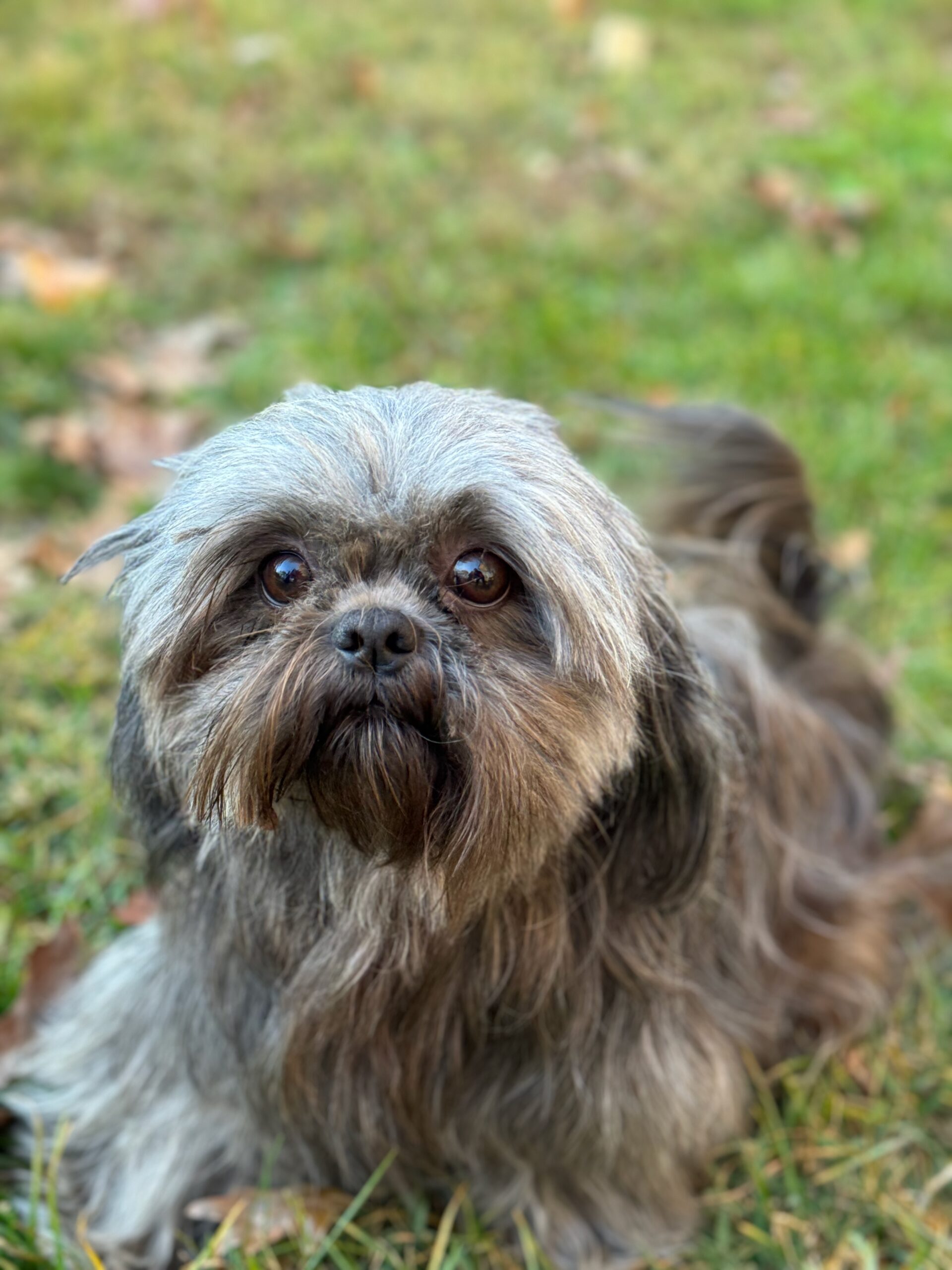 Gunner_Shih_Tzu_Companions