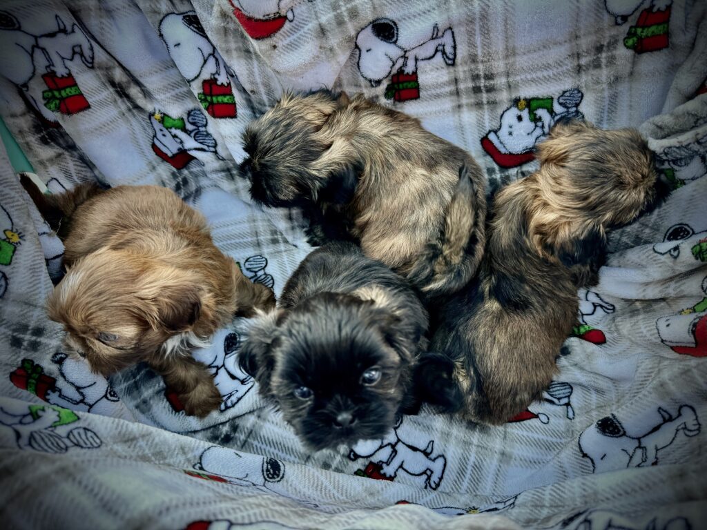 shih tzu puppies for sale 2024-11