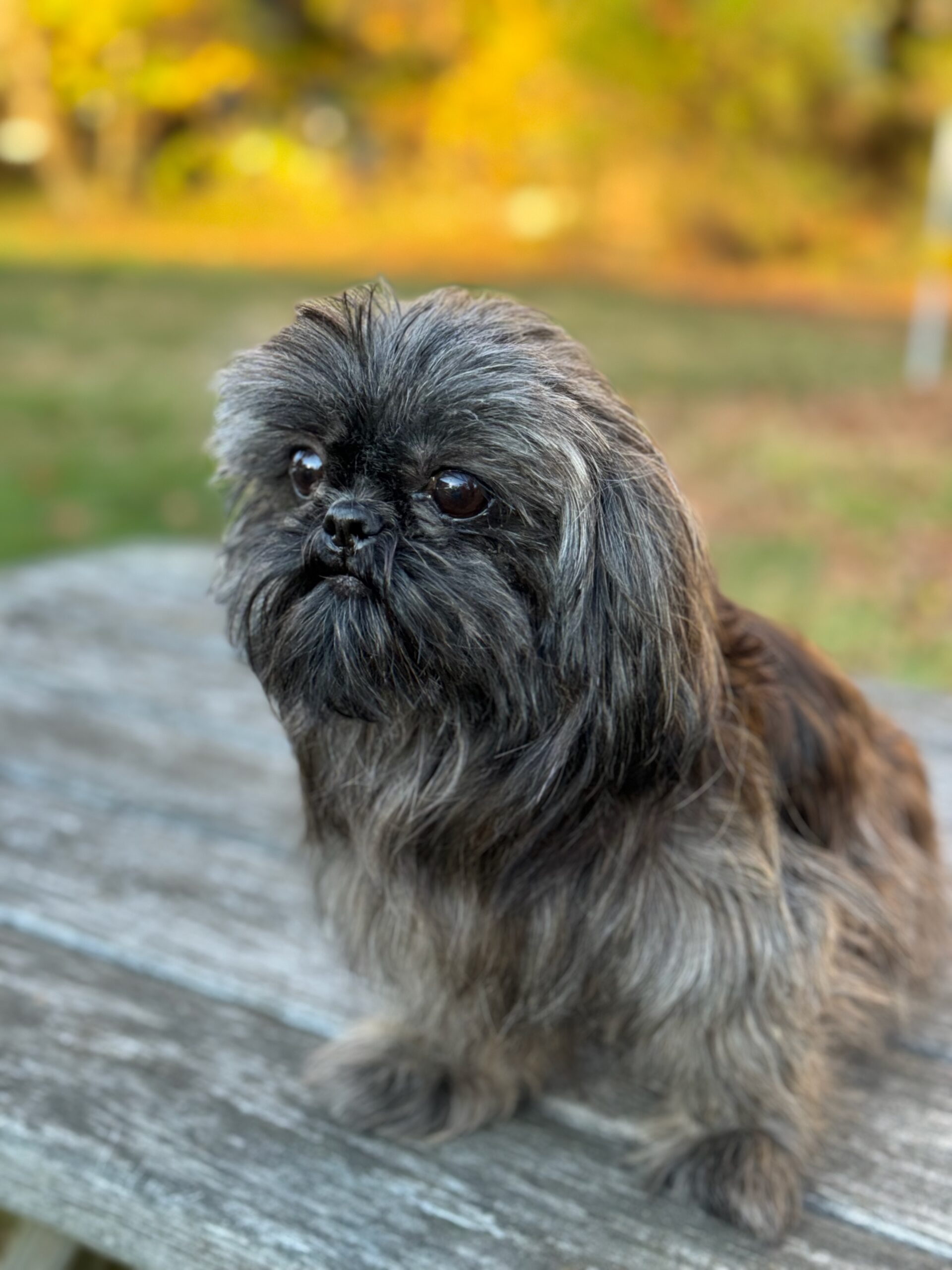 Vivi - Shih Tzu Companions